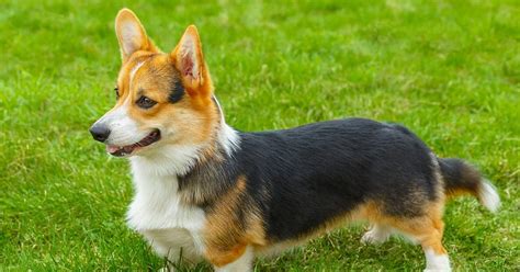 fat pembroke welsh corgi|are pembroke welsh corgis aggressive.